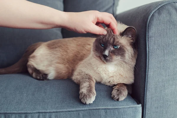 Chagrijnig Ongelukkig Colorpoint Blauwogige Kat Liggend Bank Van Bank Eigenaar — Stockfoto