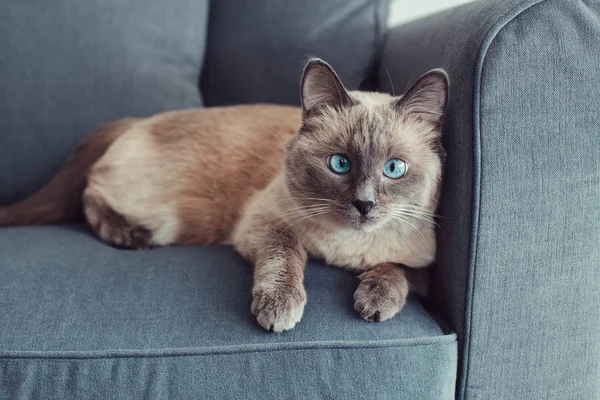 Mooie Colorpoint Blauwogige Kat Liggend Bank Bank Kijken Camera Pluizig — Stockfoto