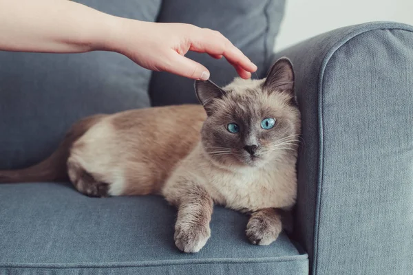 Bonito Colorpoint Gato Olhos Azuis Deitado Sofá Sofá Dono Animais — Fotografia de Stock