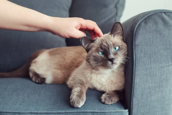 Hermoso Colorpoint Gato Ojos Azules Acostado Sofá Sofá Propietario Acariciando — Foto de Stock