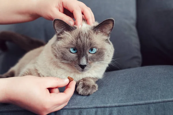 Animal owner feeding cat with dry food granules from his hand palm. Beautiful colorpoint domestic feline animal kitten with blue eyes lying on couch sofa.