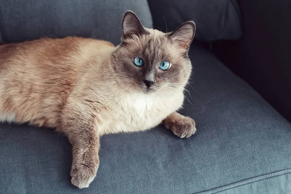 Hermoso Colorpoint Gato Ojos Azules Acostado Sofá Sofá Mirando Cámara — Foto de Stock