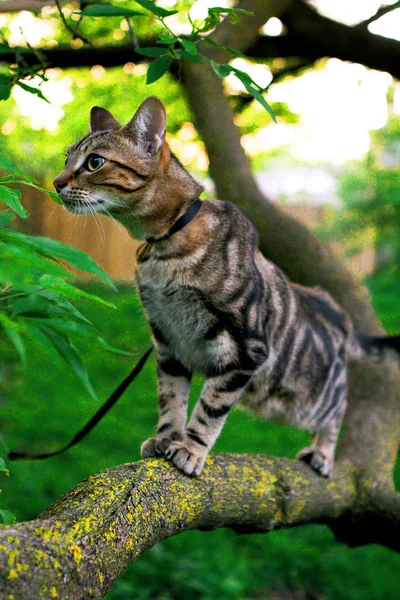 緑がかった美しい平織りストライプ猫目外登山の木の枝 夏の日に屋外にヒンティングを歩く動物国内猫ペット — ストック写真