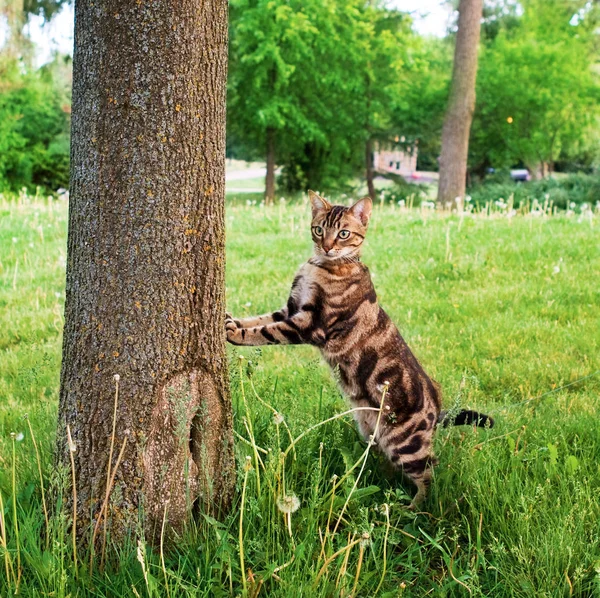 Beau Chat Rayé Tabby Aux Yeux Verts Jaunes Grimpant Aux — Photo