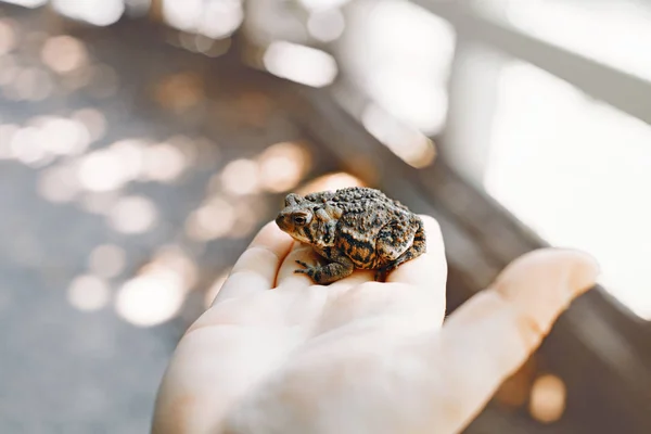 Closeup of kid child baby hands holding small green brown forest frog outside on sunny summer day. Baby interacting with little wild reptile animal. Care of environment concept.