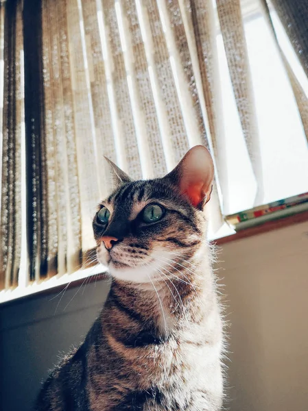 Çizgili Yeşil Gözleri Ile Sevimli Sevimli Tekir Kedi Closeup Portre — Stok fotoğraf