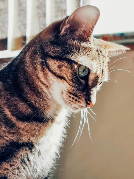 Zbliżenie Portret Cute Urocze Tabby Kota Paskami Zielone Oczy Siedząc — Zdjęcie stockowe