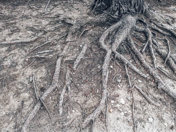 Large Huge Curvy Old Tree Roots Spreading Earth Ground Forest — Stock Photo, Image