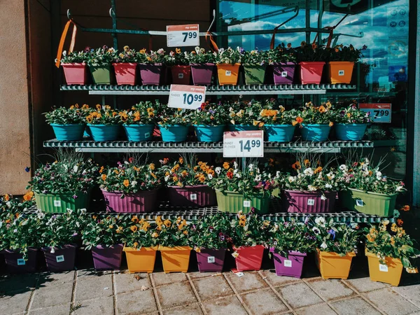 Toronto Ontário Canadá Abril 2019 Flores Amarelas Roxas Com Folhas — Fotografia de Stock