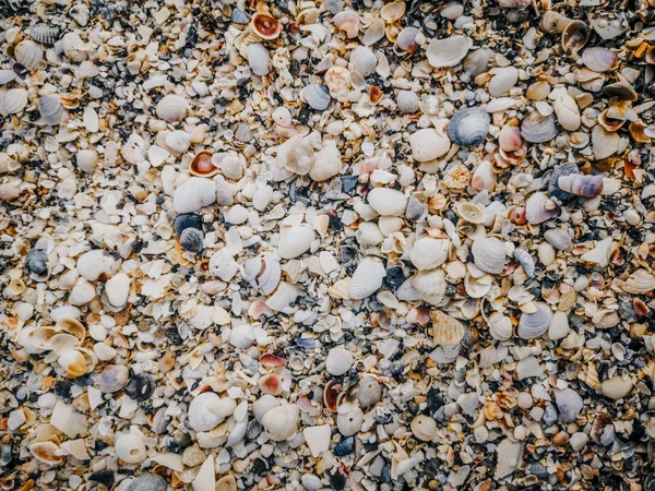 Closeup Macro Many Different Small Colorful Red Yellow Blue White — Stock Photo, Image