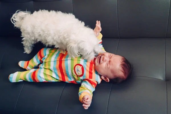 Плач Кричали Кавказька Дівчинка Хлопчик Лежав Дивані Ліжко Білою Собакою — стокове фото