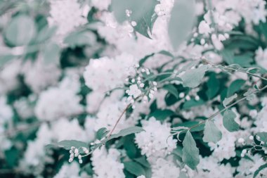 Bulanık arka plan bokeh yeşil yaprakları ile güzel beyaz elma çiçeği çiçekleri. Filtreler ve ışık sızıntısı ile tonda. Yumuşak seçici odak. Makro closeup doğa deseni.
