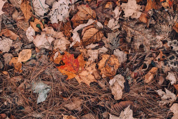 Beautiful Closeup Natural Background Old Aged Autumn Fall Leaves Needles — Stock Photo, Image