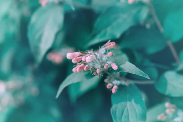 Όμορφα Πολύχρωμα Μικρά Ροζ Λουλούδια Πράσινα Φύλλα Θολό Φόντο Bokeh — Φωτογραφία Αρχείου