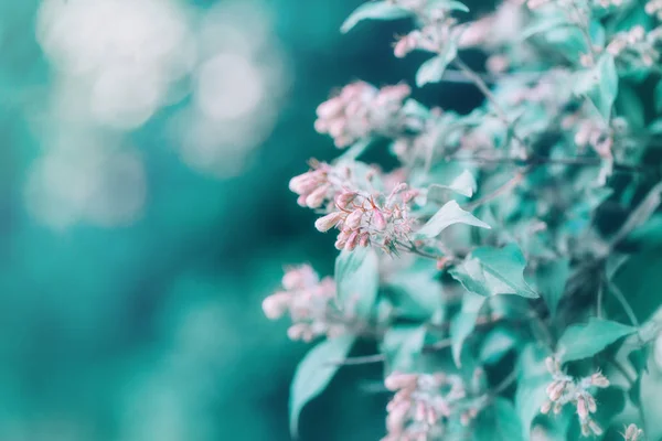 Beautiful Colorful Small Pink Flowers Green Leaves Blurry Background Bokeh — Stock Photo, Image