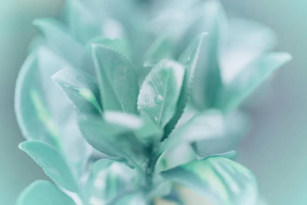 美丽的浅绿色蓝色叶子花与水滴模糊的背景散景 带过滤器和漏光 软选择性对焦 宏特写自然模式 — 图库照片