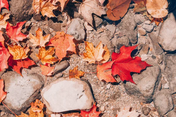 古い赤黄色の秋の秋の葉と美しいクローズアップ自然の背景は 石の岩の上に コピースペースで上から見る 季節のカードの壁紙 レトロなヴィンテージヒップスターフィルター — ストック写真