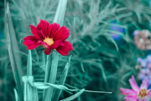 Beautiful Colorful Bright Dark Red Flower Green Leaves Blurry Background — Stock Photo, Image