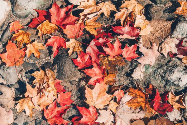 古い赤黄色の秋の秋の葉と美しいクローズアップ自然の背景は 石の岩の上に コピースペースで上から見る 季節のカードの壁紙 レトロなヴィンテージヒップスターフィルター — ストック写真