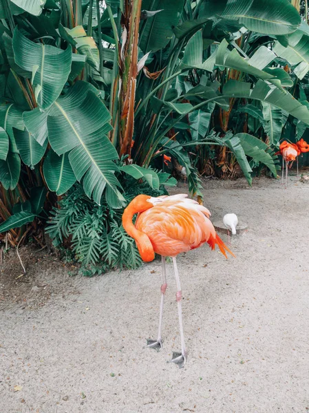 Skupina Mnoha Růžově Rudých Amerických Flamingos Přirozeném Prostředí Venku Féniopterus — Stock fotografie