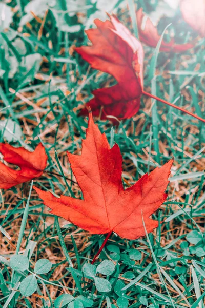緑の草の上に古い赤い秋の秋のカエデの葉と美しいクローズアップ自然の背景 コピースペースで上から見る 季節のカードの壁紙 レトロなヴィンテージヒップスターフィルター — ストック写真