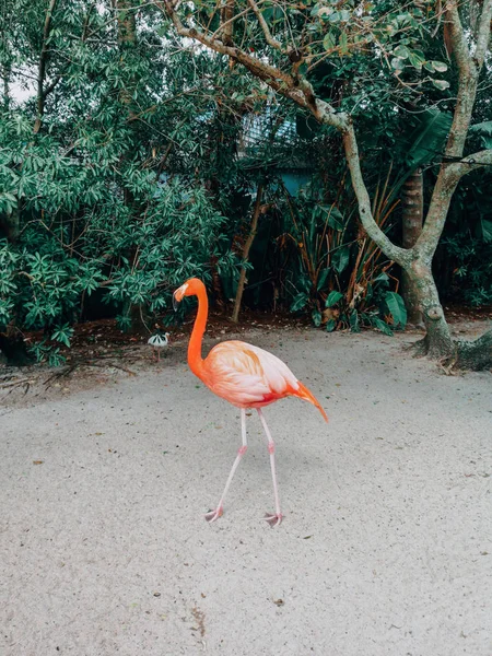 Jeden Różowy Czerwony American Flamingos Dziewczyną Pisklę Piskląt Naturalnym Środowisku — Zdjęcie stockowe