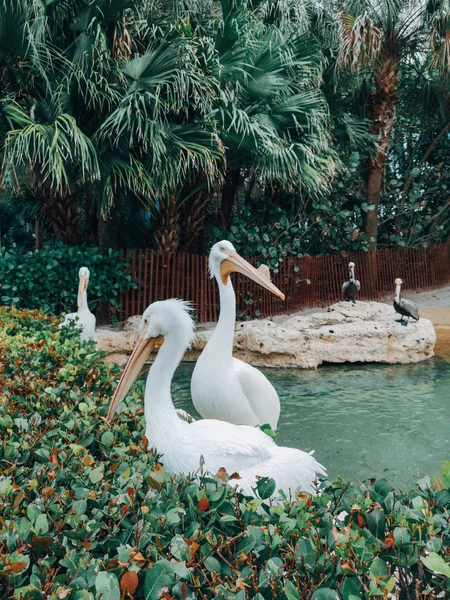 Groupe Nombreux Grands Pélicans Blancs Milieu Naturel Extérieur Animaux Sauvages — Photo