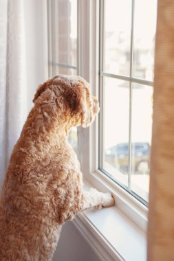 Sevimli sevimli kızıl saçlı evcil köpek pencereye bakıyor. Evcil hayvan kaniş altınhoodle terrier sahibi arkadaş insan bekliyor bekliyor. Yalnızlık yalnızlık dostluk kavramı