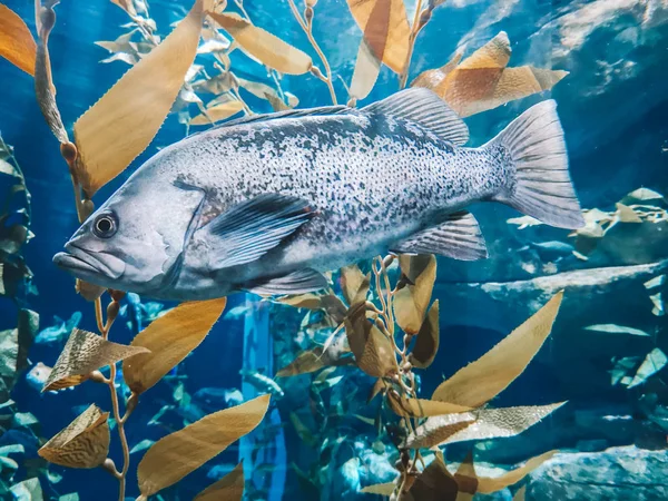 Silvriga Silvergrå Stor Fisk Blått Vatten Bland Gula Gröna Ogräs — Stockfoto