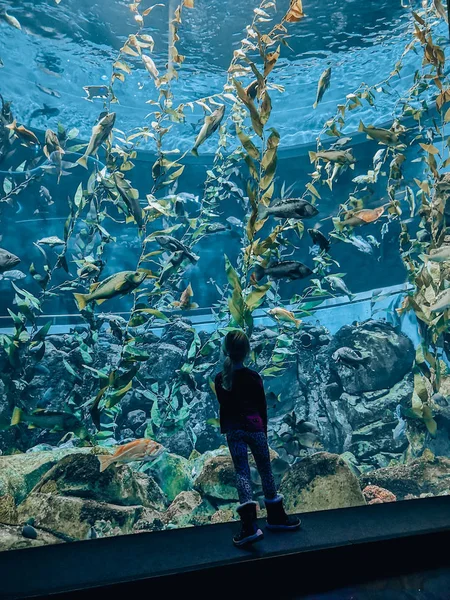 Kebun Binatang Dikunjungi Anak Kecil Pra Sekolah Menonton Melihat Ikan — Stok Foto