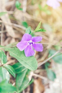 Yeşil yaprakları ile mor yabani mor çiçekler güzel makro. Retro vintage filtreler ile tonda. Soluk ışık soluk pastel tonları. Sanatsal şaşırtıcı bahar doğa. Doğal çiçek arka plan.
