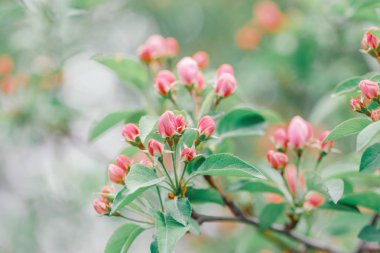 Açık yeşil yaprakları ile ağaç dalları üzerinde pembe kırmızı küçük yabani elma kiraz tomurcukları Güzel makro. Soluk soluk pastel tonları. İnanılmaz bahar doğası. Copyspace ile doğal çiçek arka plan.