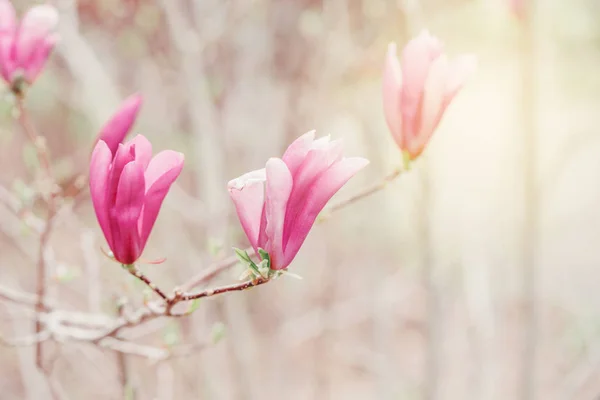 Beautiful Macro Purple Pink Magnolia Flowers Tree Branches Sun Light — Stock Photo, Image
