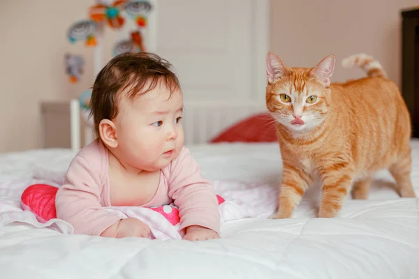 귀여운 스러운 아시아 고양이 침실에서 침대에 누워의 초상화 동물의 관계입니다 — 스톡 사진