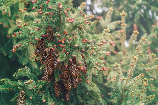 Ljusgrön Tall Trädgrenar Med Små Rosa Knoppar Och Kluster Stora — Stockfoto