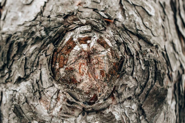 Dettaglio Macro Primo Piano Della Vecchia Bella Corteccia Acero Quercia — Foto Stock