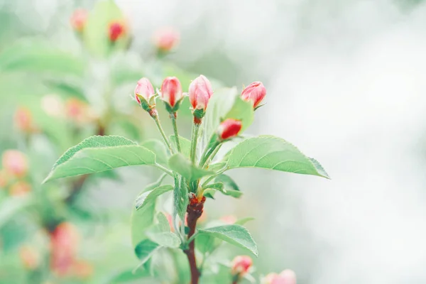 Beautiful Macro Pink Red Small Wild Apple Cherry Buds Tree — Stock Photo, Image