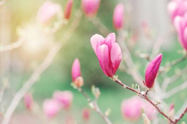 Ağaç dalları üzerinde mor pembe manolya çiçekleri Güzel makro. Yukarıdan güneş ışığı. Soluk ışık soluk pastel tonları. Sanatsal şaşırtıcı bahar doğa. Copyspace ile doğal çiçek arka plan