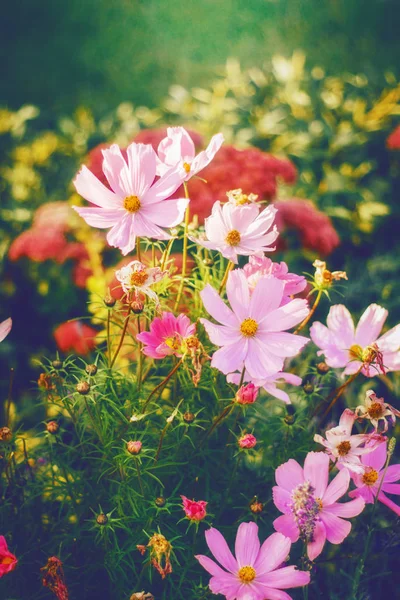 Belles Fleurs Violettes Rouges Roses Colorées Avec Des Feuilles Vertes — Photo