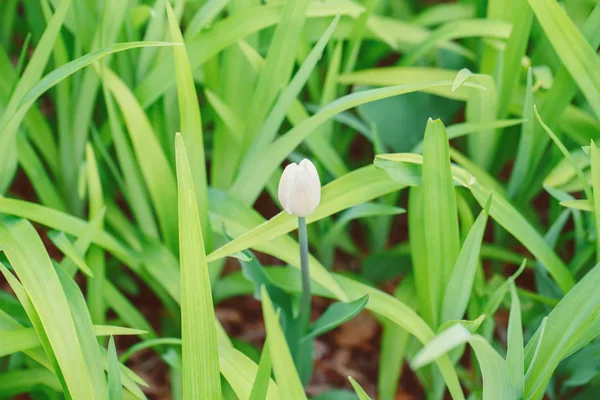 Beautiful Macro White Tulip Flower Light Green Grass Sun Light — Stock Photo, Image