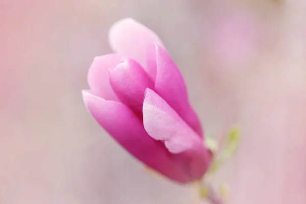 Bella Macro Rosa Porpora Fiore Magnolia Ramo Albero Luce Del — Foto Stock