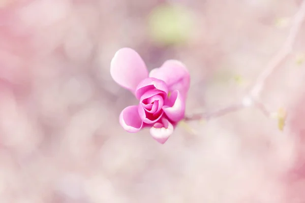 Bella Macro Rosa Porpora Fiore Magnolia Ramo Albero Luce Del — Foto Stock