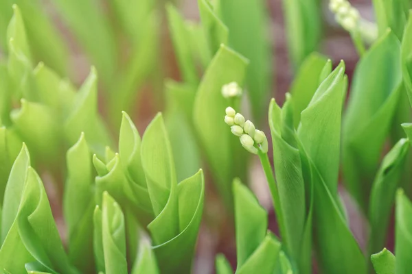 Beautiful Macro White Small Little Spring Flower Buds Light Green — Stock Photo, Image