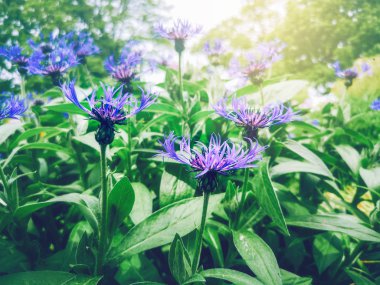 Bulanık arka plan bokeh bahçede yeşil yaprakları ile renkli mavi Centaurea Montana çiçek Güzel makro closeup. Doğal peyzaj sanat arka plan duvar kağıdı.