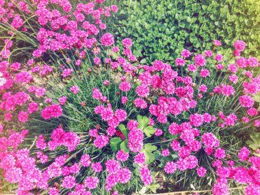 Birçok küçük küçük güzel renkli pembe Armeria maritima çiçek. Güzel makro closeup doğal desen doku. Yukarıdan bakın. Copyspace ile doğal çiçek arka plan