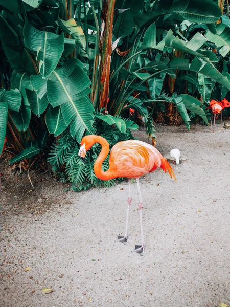 Rosaroter Amerikanischer Flamingo Natürlicher Umgebung Freien Phoenicopterus Ruber Oder Karibischer — Stockfoto