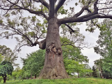 Açık havada dışında yaz parkı geniş dalları kahverengi büyük büyük büyük gövde gövdesi ve geniş dalları ile büyük yüksek uzun boylu meşe ağacı. 