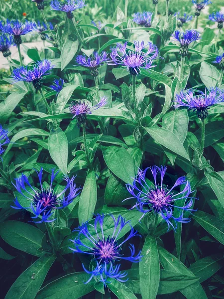 Belo Macro Closeup Colorido Azul Centaurea Montana Flores Com Folhas — Fotografia de Stock