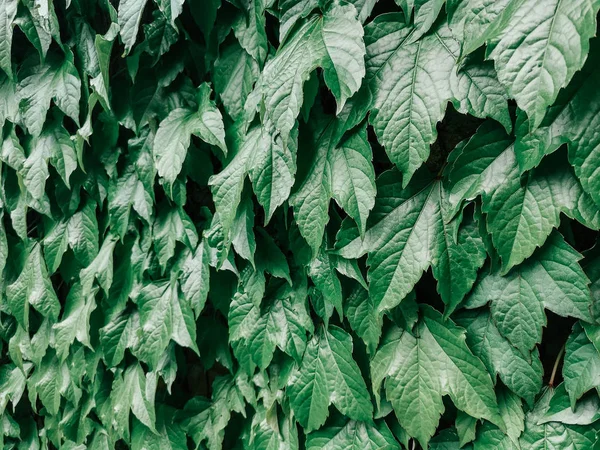 弗吉尼亚爬行植物五叶常春藤与绿叶的特写宏 色调与复古复古过滤器 纹理天然绿色抽象背景 — 图库照片