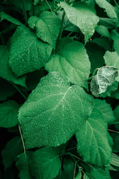 绣球花花灌木灌木树的特写宏与水雨滴在绿叶上 自然亮浅绿色抽象背景纹理 从上面查看 — 图库照片